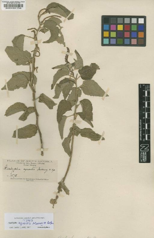 Acalypha agrestis Morong ex Britton - BM000504494