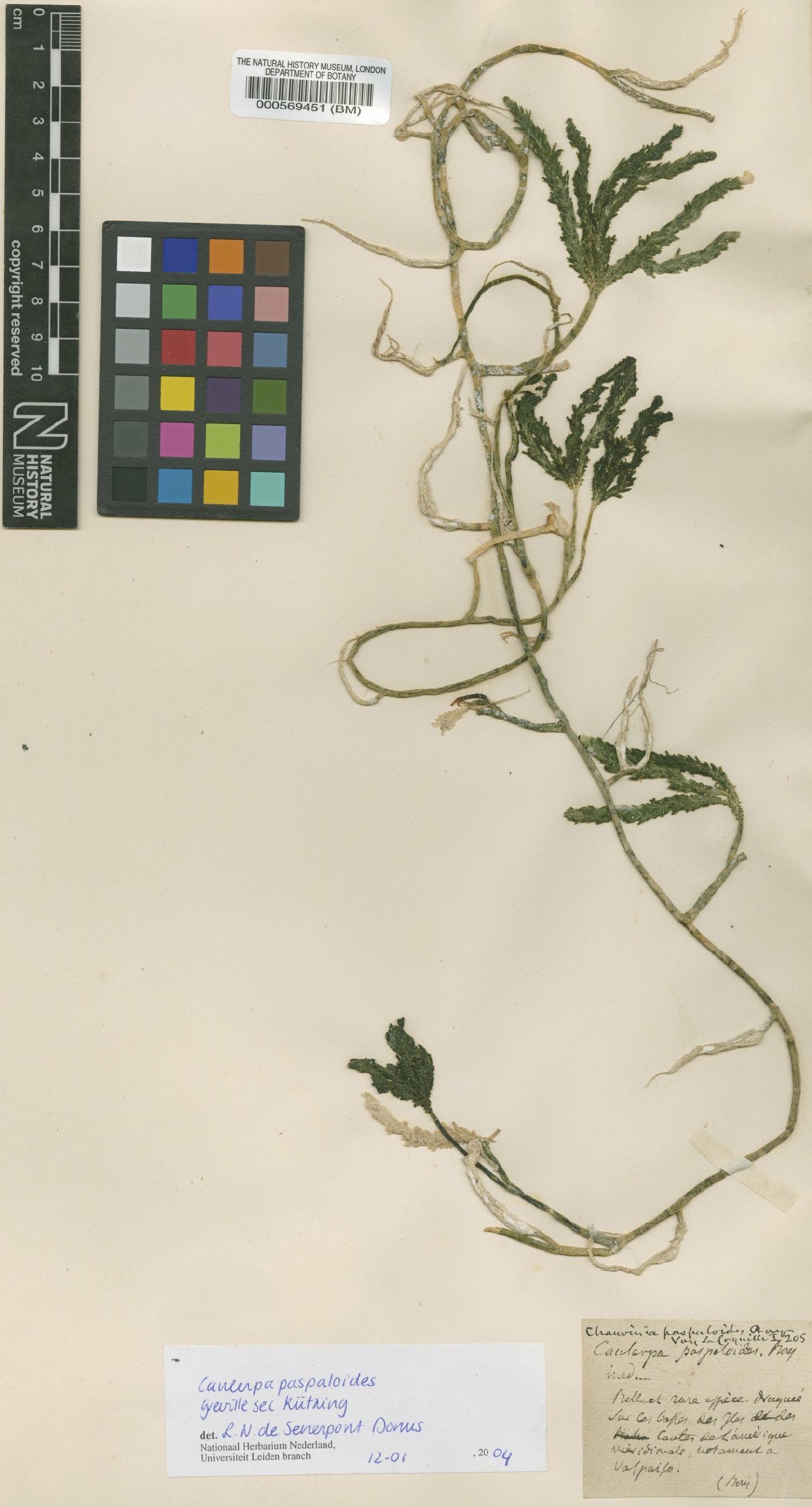 To NHMUK collection (Caulerpa paspaloides (Bory) Grev.; TYPE; NHMUK:ecatalogue:4829964)