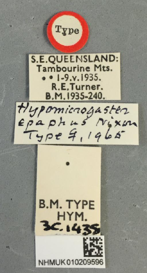 Hypomicrogaster epaphus Nixon, G., 1965 - Hypomicrogaster_epaphus_010209596_labels