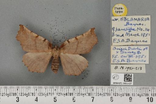 Selenia dentaria ab. eblanaria Baynes, 1952 - BMNHE_1881427_446740