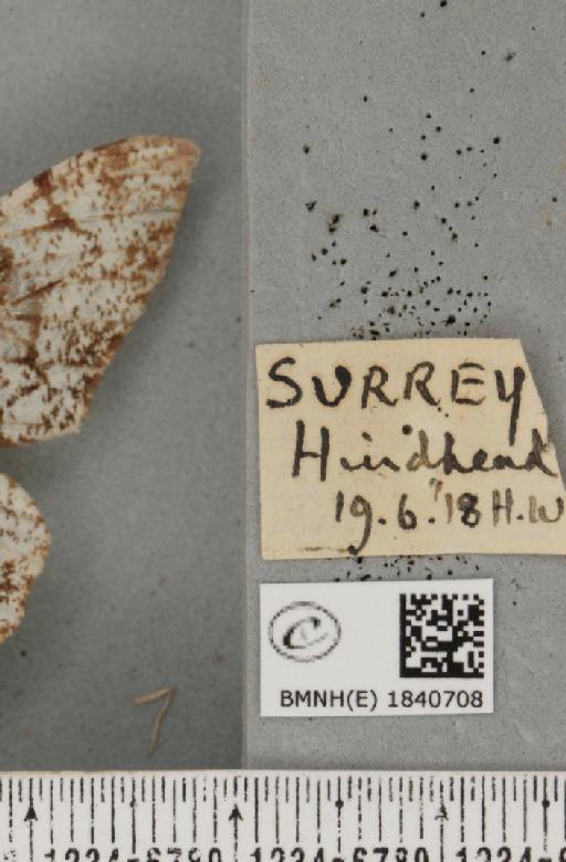 Biston betularia (Linnaeus, 1758) - BMNHE_1840708_label_413698