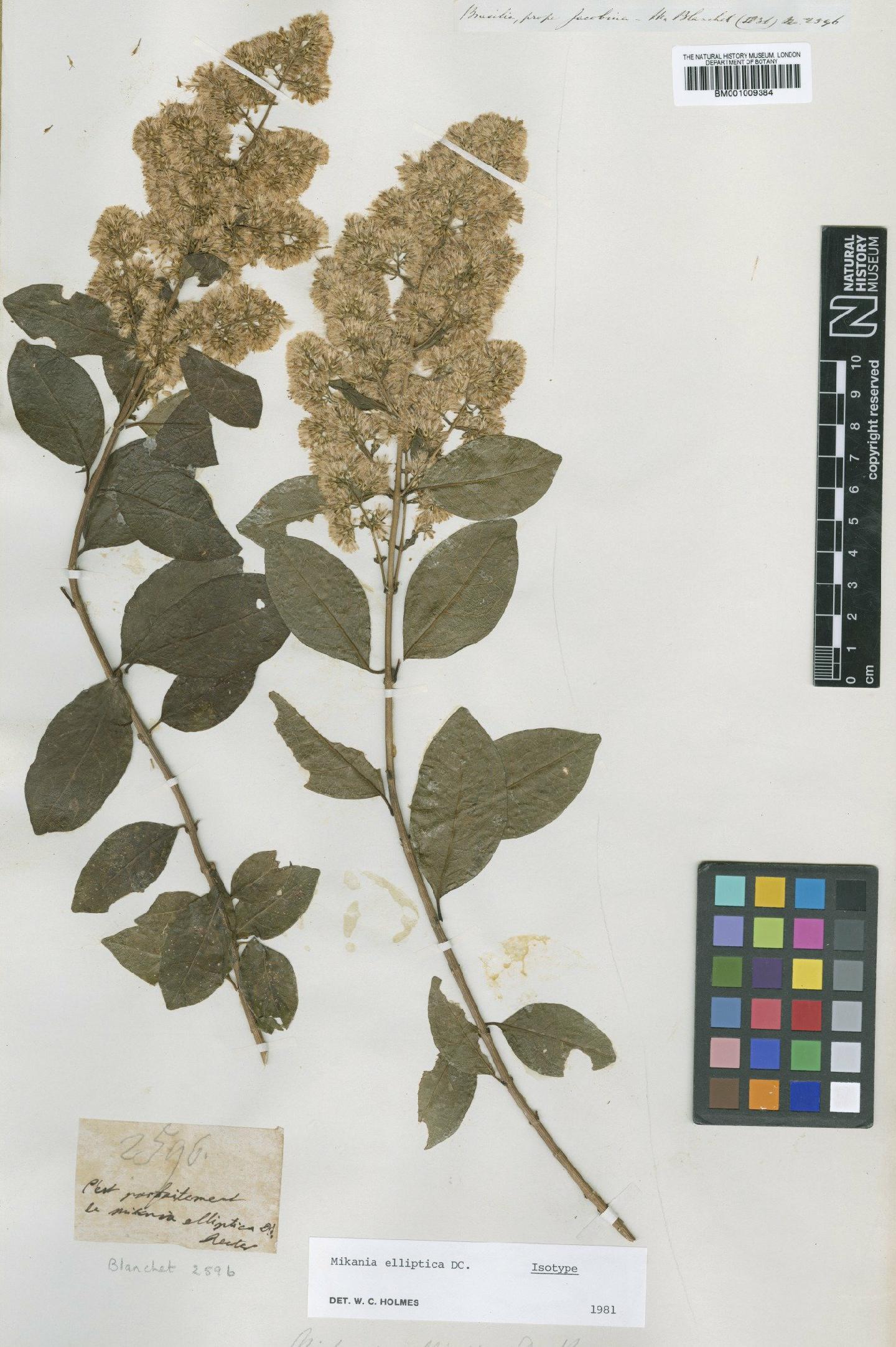 To NHMUK collection (Mikania elliptica DC.; Isotype; NHMUK:ecatalogue:608452)