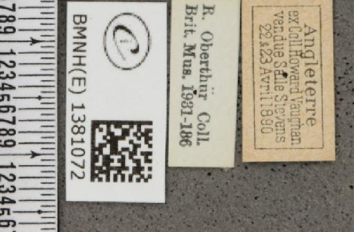 Carterocephalus palaemon (Pallas, 1771) - BMNHE_1381072_label_176576
