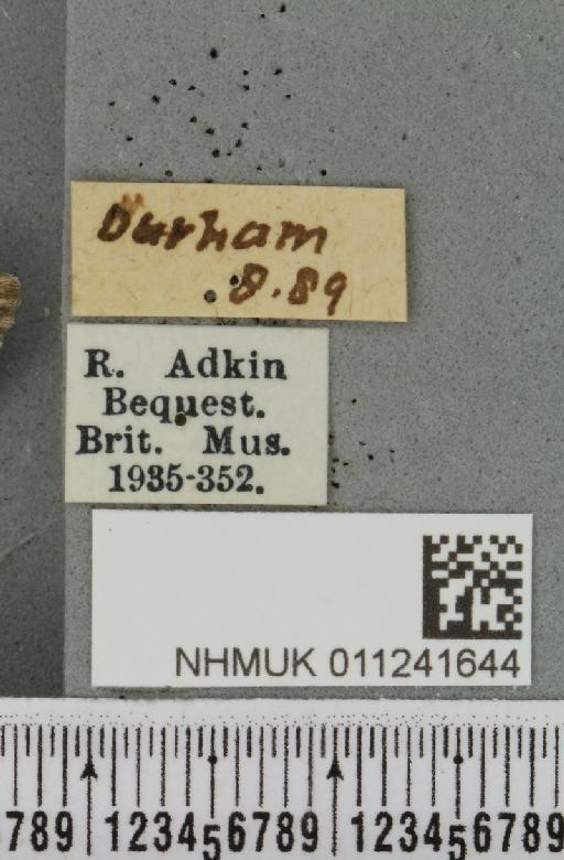 Antitype chi (Linnaeus, 1758) - NHMUK_011241644_label_642751
