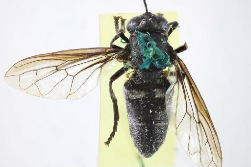 Metadon mydas (Bezzi, 1915) - Microdon mydas STF dorsal