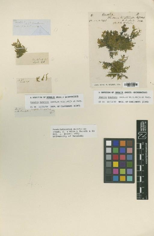 Pendulothecium punctatum (Hook.f. & Wilson) Enroth & S.He - BM001108108_a