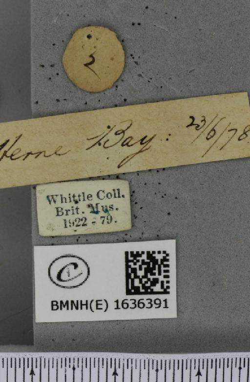 Macroglossum stellatarum (Linnaeus, 1758) - BMNHE_1636391_label_206107