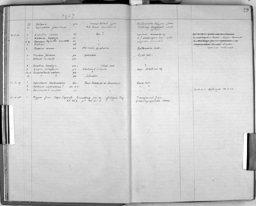 Menipea patagonica - Zoology Accessions Register: Bryozoa: 1922 - 1949: page 19