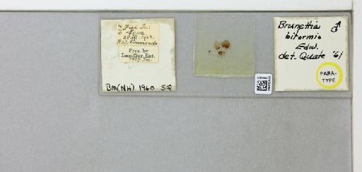 Brunettia biformis Edwards, 1928 - 015412649_299638_1328565_157764_Type