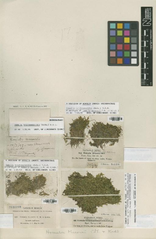 Homalia trichomanioides (Hedw.) Bruch, Schimp. & W.Gümbel - BM001108054_a