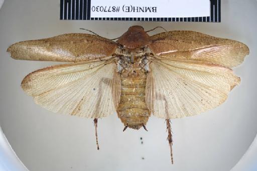 Epilampra insueta Walker, 1868 - Epilampra insueta Walker, F, 1868, male, holotype, dorsal. Photographer: Aging Wang. BMNH(E)#877030