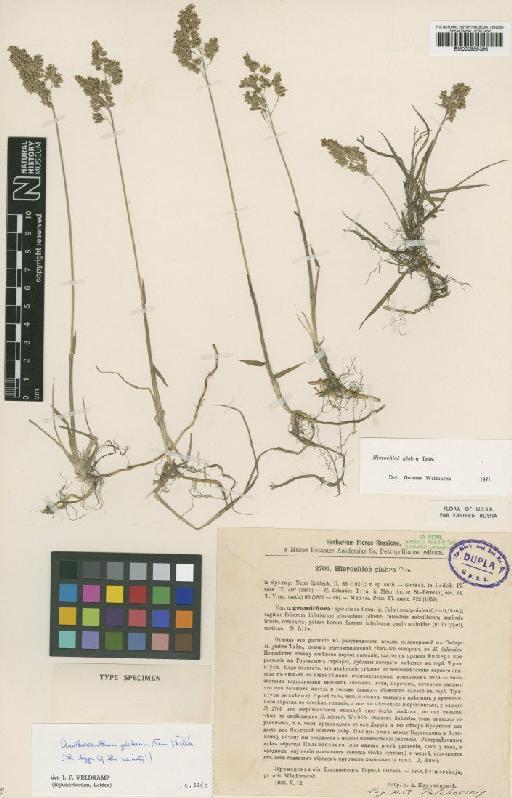 Anthoxanthum glabrum (Trin.) Veldkamp - BM000959396