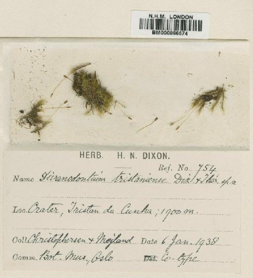 Dicranodontium tristaniense Dixon & Thér. - BM000866574