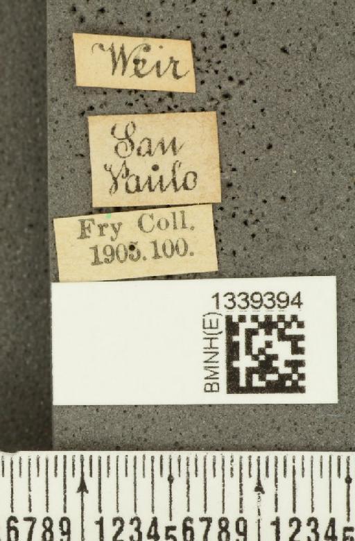 Acalymma bivittulum (Kirsch, 1883) - BMNHE_1339394_label_20510