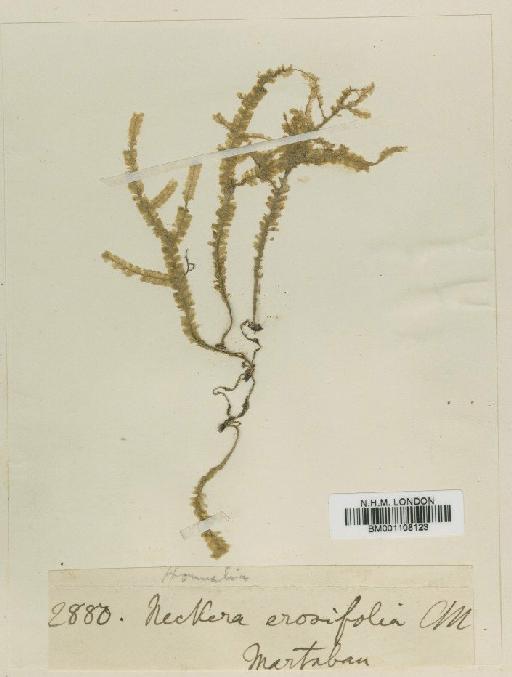 Homaliodendron erosifolium M.Fleisch. - BM001108123