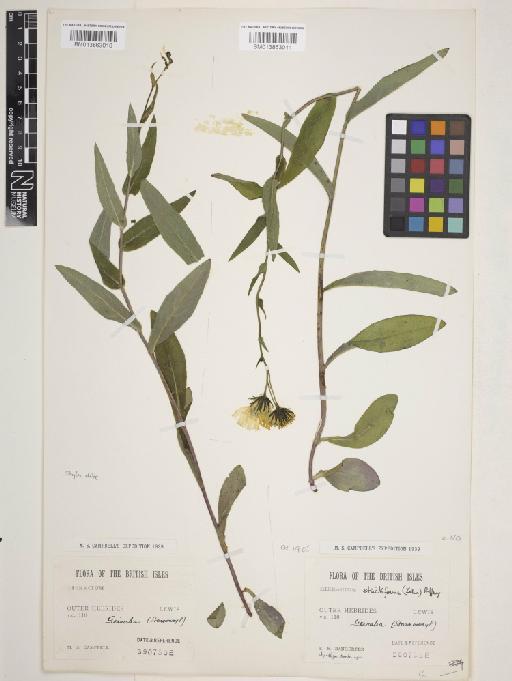 Hieracium strictiforme (Zahn) Roffey - 013863011