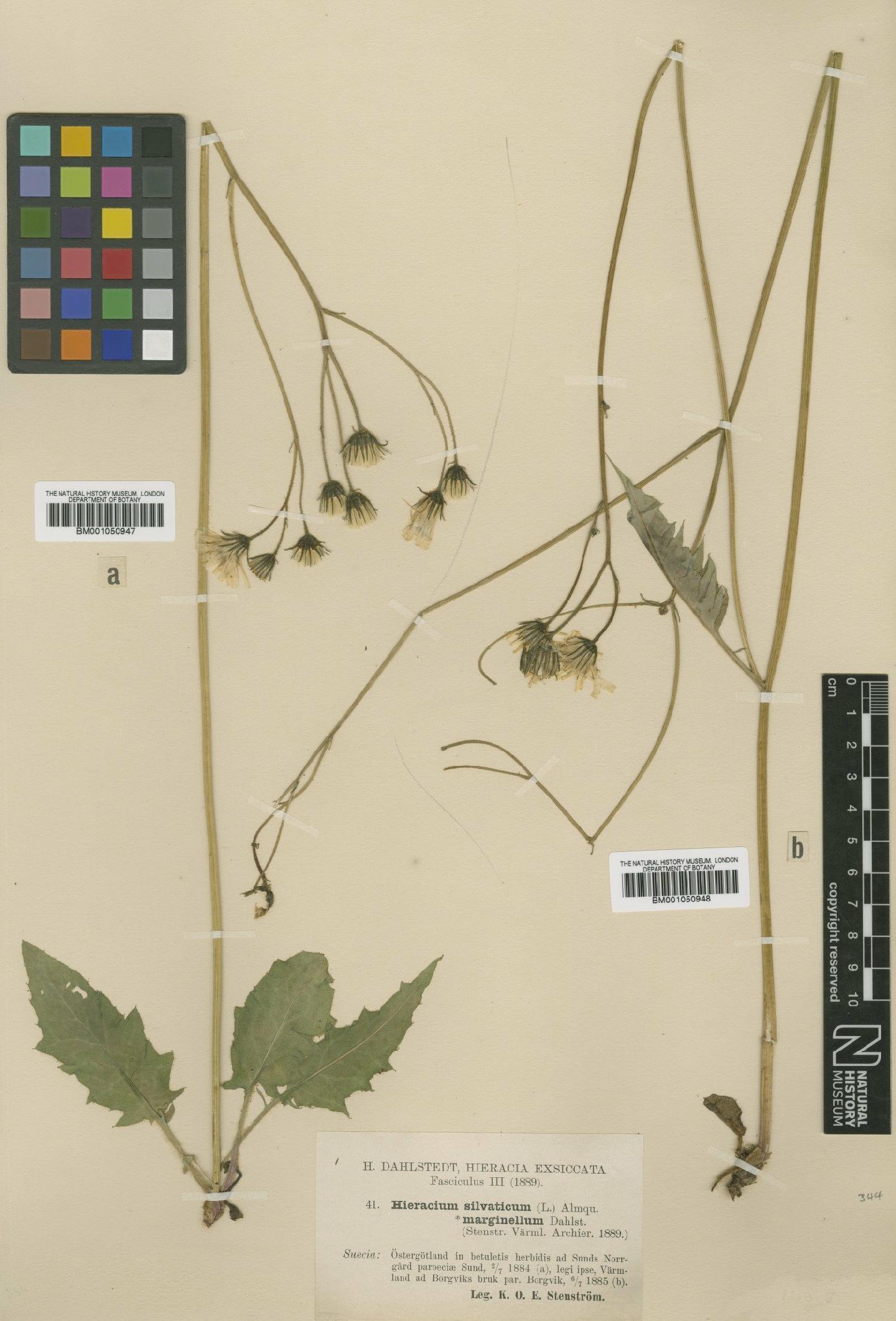 To NHMUK collection (Hieracium sagittatum subsp. marginellum (Dahlst.) Zahn; TYPE; NHMUK:ecatalogue:2413685)