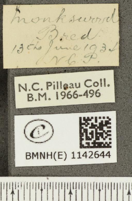 Satyrium pruni (Linnaeus, 1758) - BMNHE_1142644_label_96551