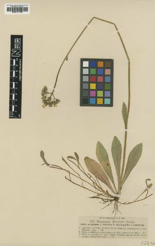 Hieracium pratense subsp. colliniforme Nägeli & Peter - BM001047827