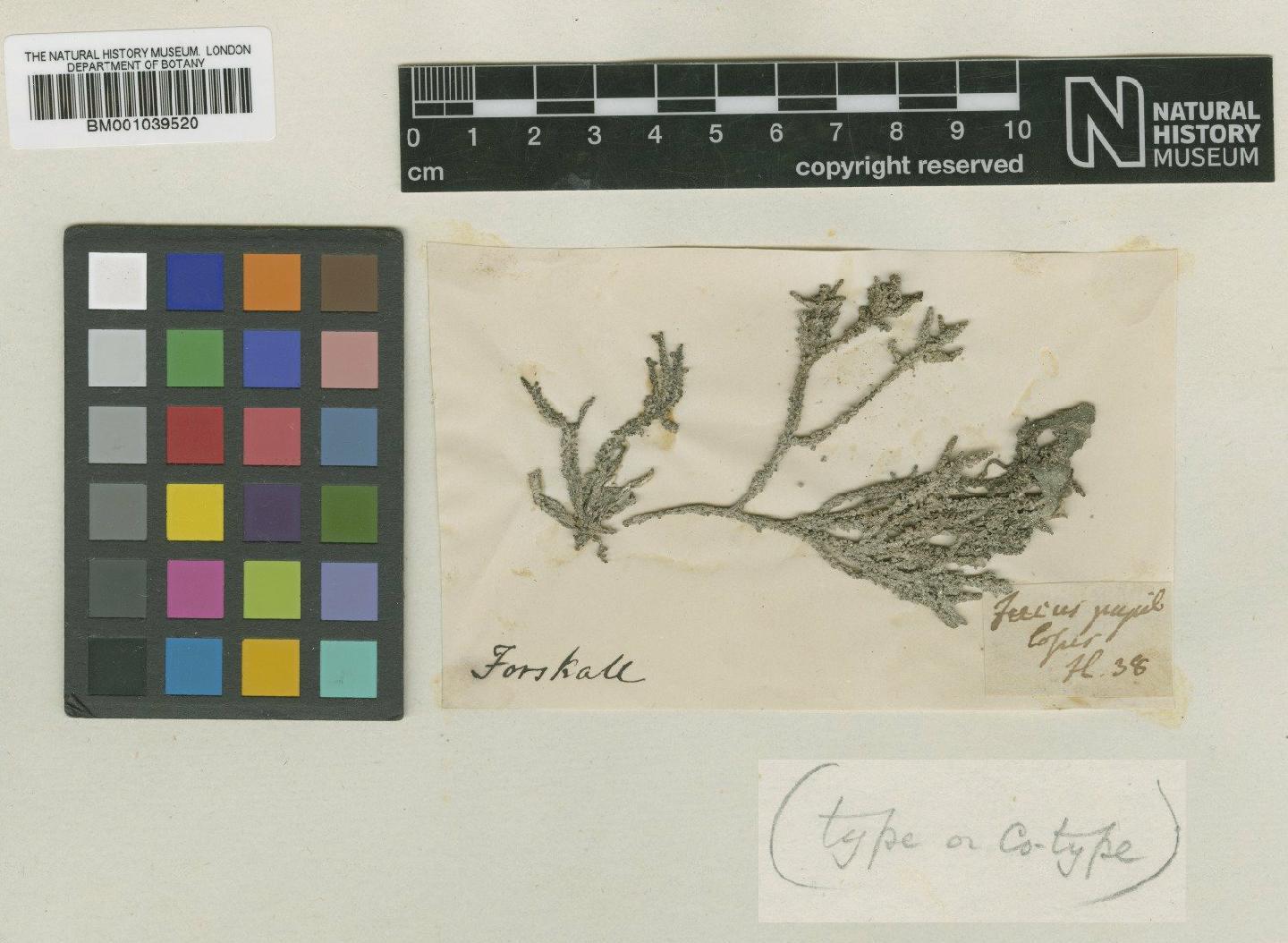 To NHMUK collection (Laurencia papillosa (C.Agardh) Grev.; Type; NHMUK:ecatalogue:717768)