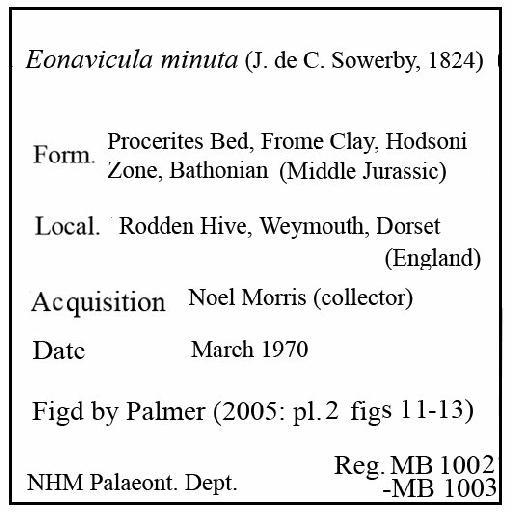 Eonavicula minuta (J. de C. Sowerby, 1824) - MB 1002-MB 1003. Eonavicula minuta (label)