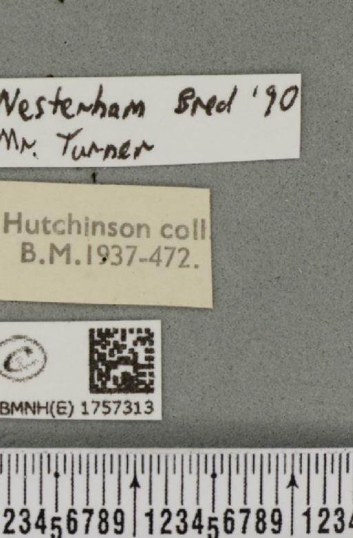 Thera cognata (Thunberg, 1792) - BMNHE_1757313_label_331980