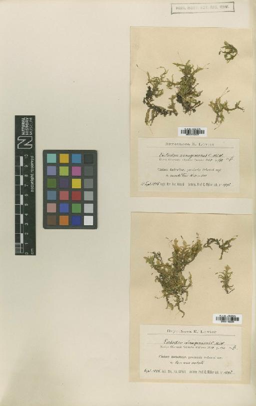 Entodon aeruginosus Müll.Hal. - BM001108569_a