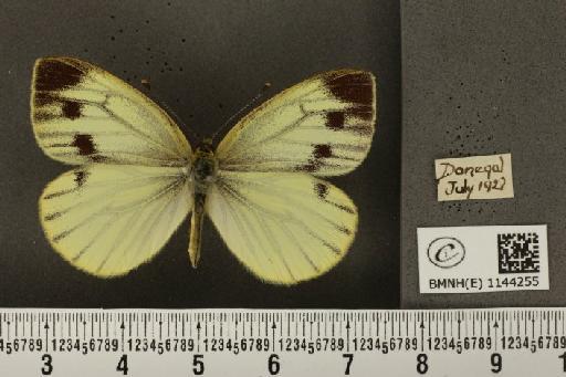 Pieris napi britannica Müller & Kautz, 1939 - BMNHE_1144255_91339