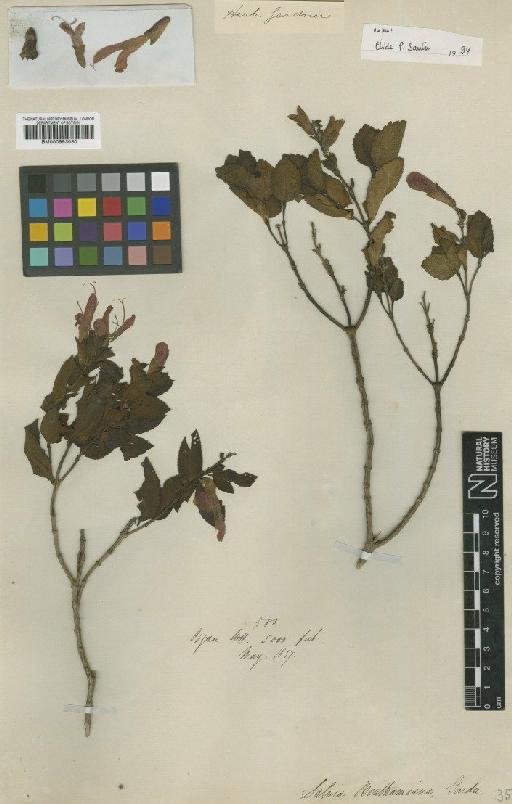 Salvia benthamiana Gardner - BM000993030