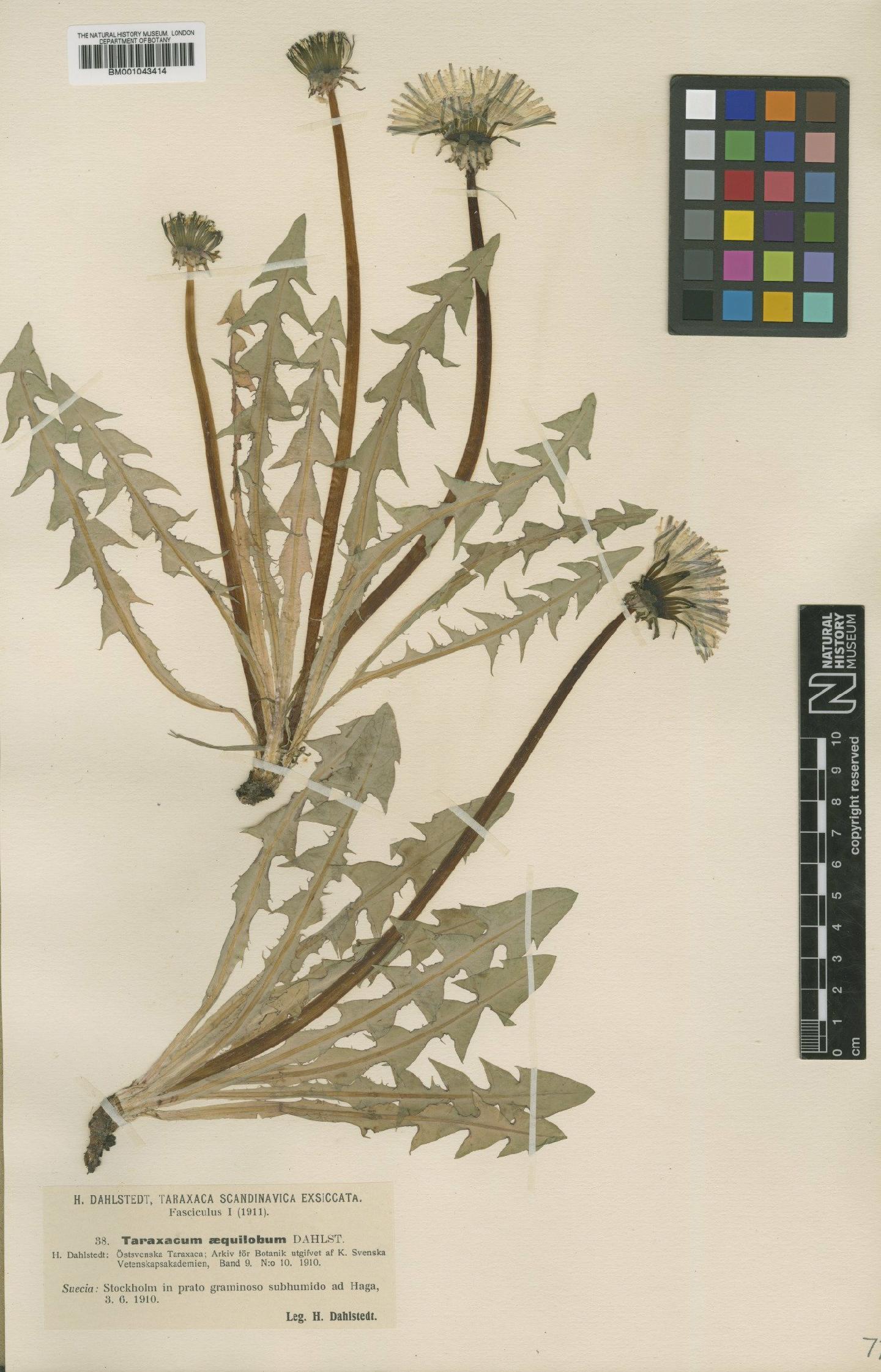 To NHMUK collection (Taraxacum aequilobum Dahlst; Type; NHMUK:ecatalogue:1998061)