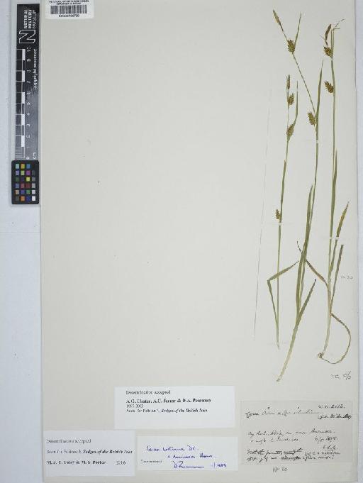 Carex demissa Hornem. × C. hostiana DC. - BM000790788 C