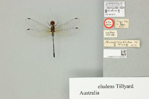 Nannophlebia eludens Tillyard, 1908 - 013322892_dorsal