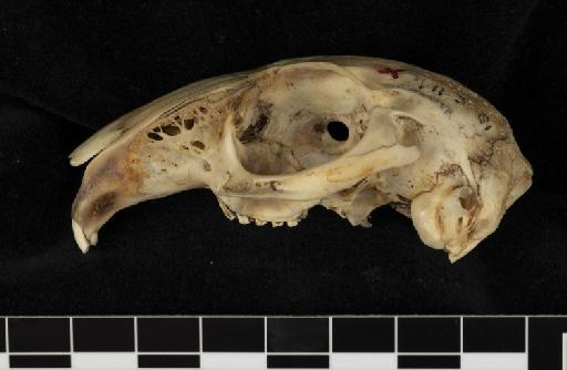 Sylvilagus minensis Thomas 1901 - 1901_11_3_81-Sylvilagus_minensis-holotype-Skull-Lateral