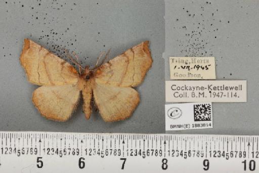 Selenia dentaria (Fabricius, 1775) - BMNHE_1883814_444039