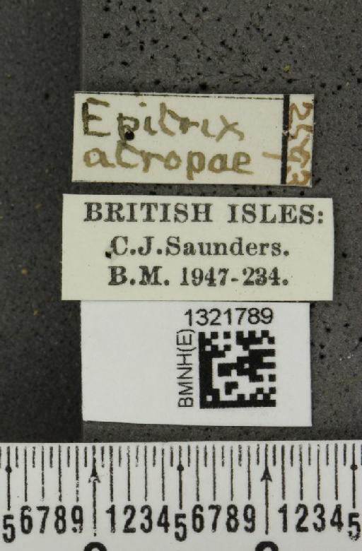 Epitrix atropae Foudras, 1861 - BMNHE_1321789_label_11767