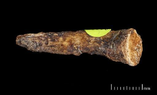 Scelidotherium leptocephalum Owen, 1840 - NHMUK PV M 82206 Boxed Fragment F4.tif