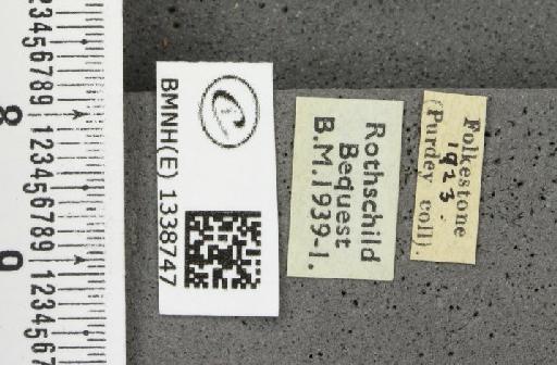 Erynnis tages tages (Linnaeus, 1758) - BMNHE_1338747_label_167979