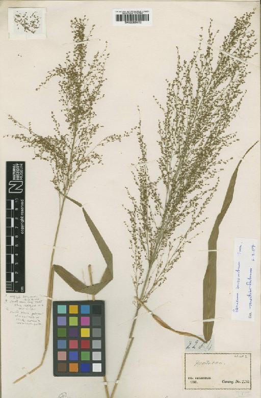 Panicum concinnum Nees - BM000959572