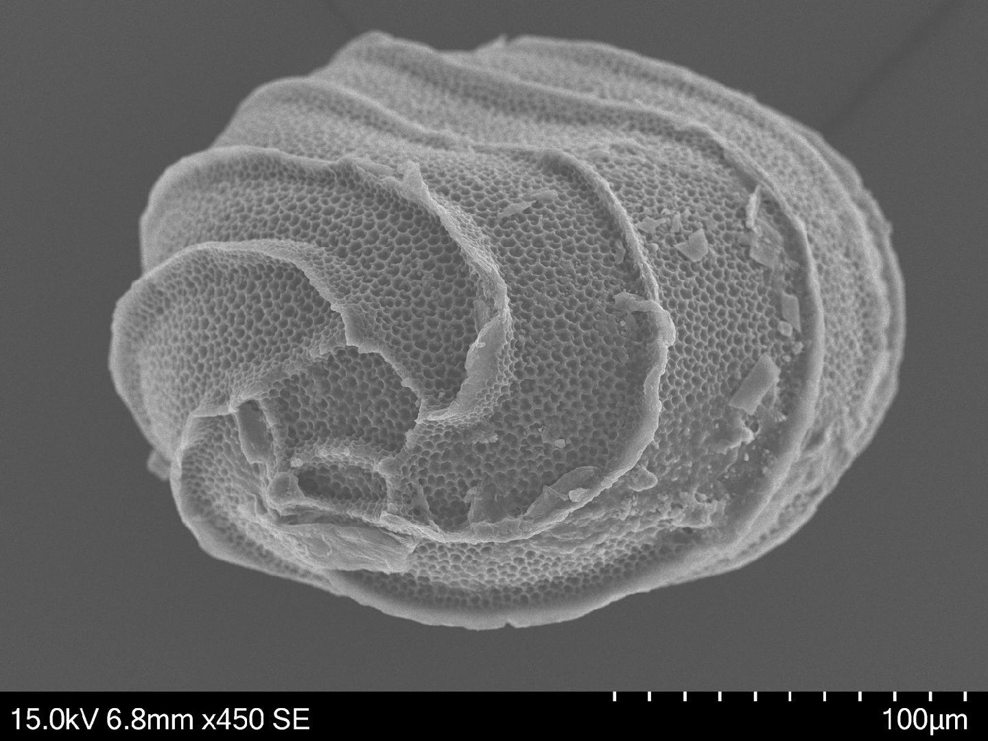 To NHMUK collection (Nitella pygmaea A.Braun; ISOTYPE; NHMUK:ecatalogue:9005505)