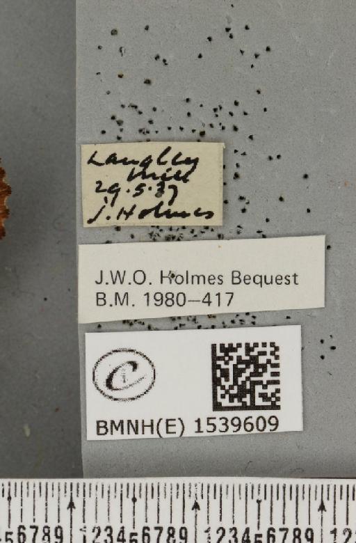 Ptilodon capucina (Linnaeus, 1758) - BMNHE_1539609_label_247189