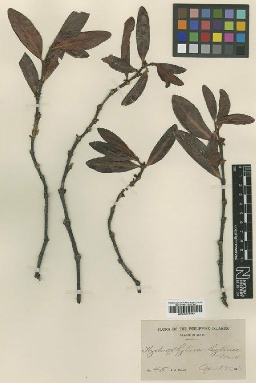 Hydnophytum formicarum Jack - BM000945562