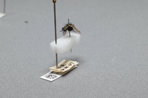 Sarcophaga (Myorhina) nigriventris Meigen, 1826 - 015091920_additional_1