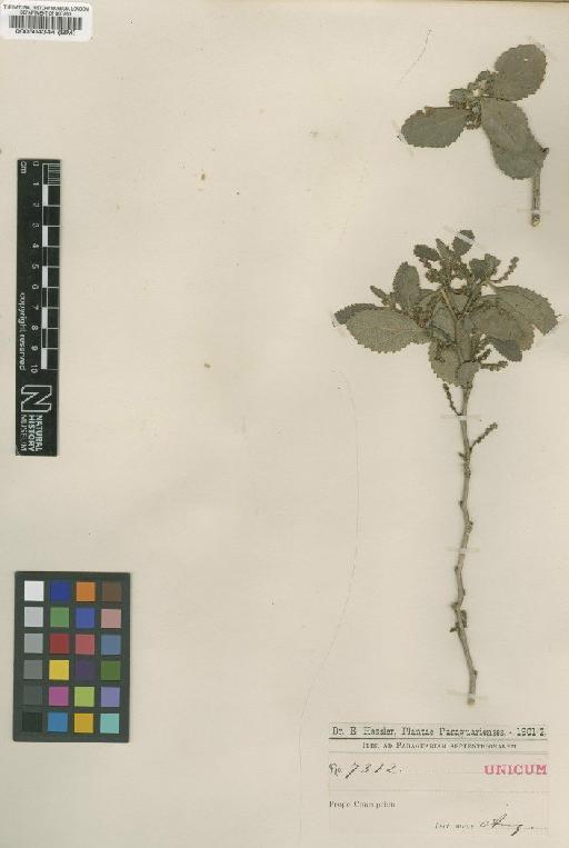 Bernardia paraguariensis var. parvifolia Chodat & Hassl. - BM000504344