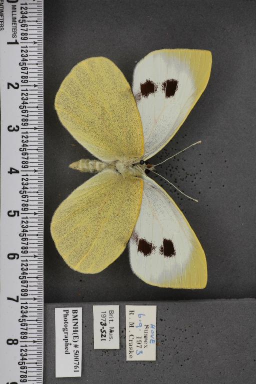 Pieris brassicae ab. infra-fasciata Graham-Smith & Graham-Smith, 1929 - BMNHE_500761_84504