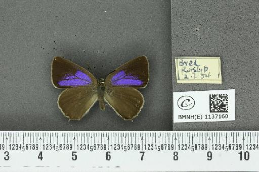 Neozephyrus quercus (Linnaeus, 1758) - BMNHE_1137160_94564