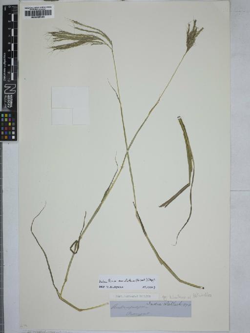 Dichanthium annulatum (Forssk.) Stapf - 000897296