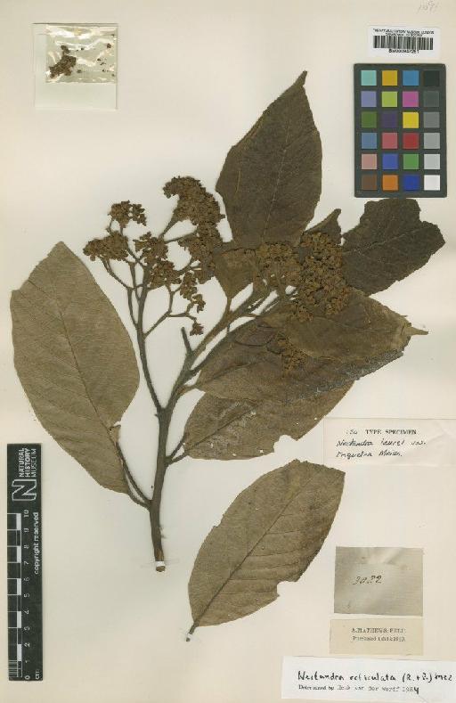 Nectandra reticulata (Ruiz & Pav.) Mez - BM000947251