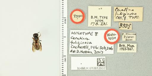 Ceratina (Ceratinidia) fuliginosa Cockerell, 1916 - 010812633_835482_-