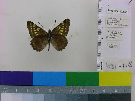 Catasticta tricolor Butler, 1897 - BMNH(E)_1203688_Catasticta tricolor spp nov_male_PT_labels