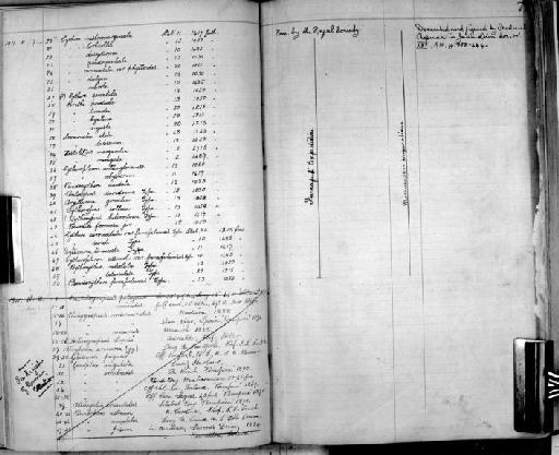 Cythere torticollis Brady, 1890 - Zoology Accessions Register: Crustacea: 1905 - 1935: page 72